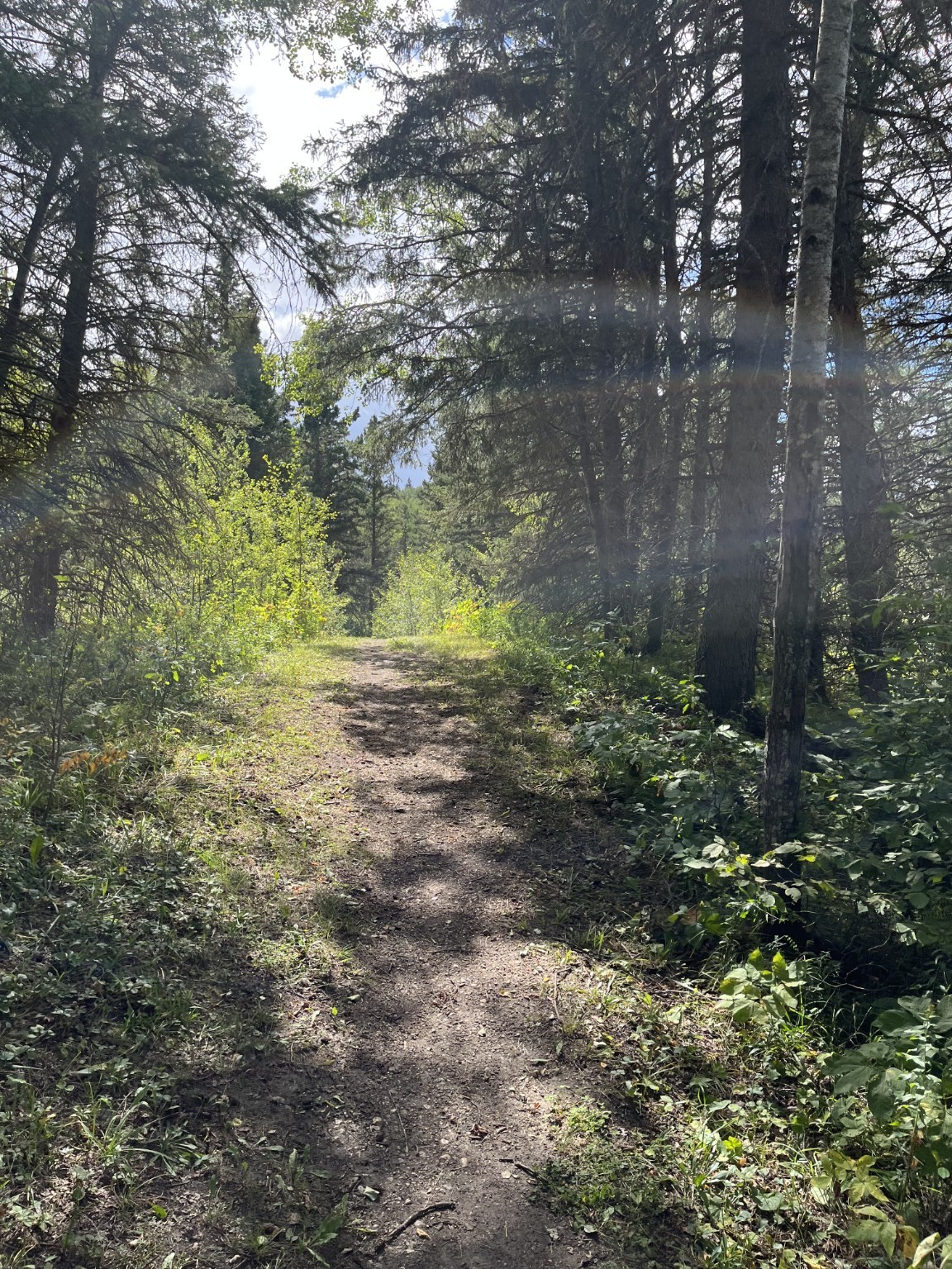 Forest trail